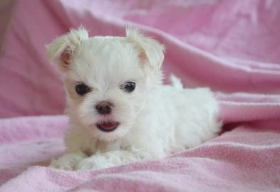 S�sse Malteser Welpen