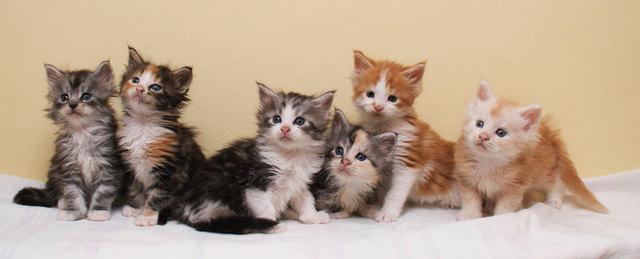 Reinrassiges Maine Coon M?del*Kitten*