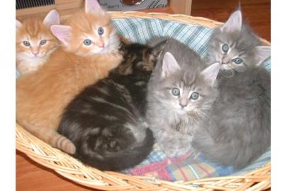 Wunderh�bsche Maine Coon Dame in der Pup