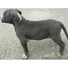 GESUNDE PITBULL WELPEN