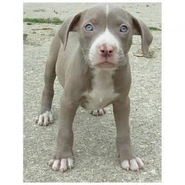 GESUNDE PITBULL WELPEN