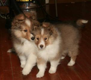 Schottische Shetland-Sch?ferhund-Welpen. 