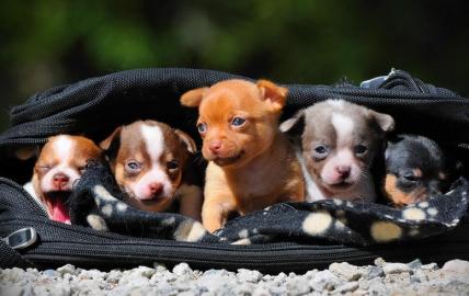 Reinrassige Chihuahua lang und kurzhaar