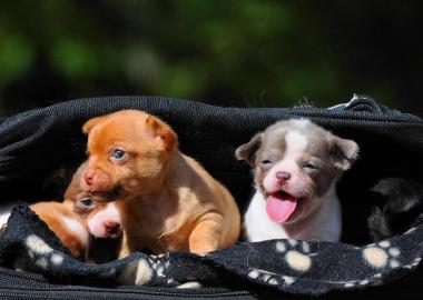 Reinrassige Chihuahua lang und kurzhaar