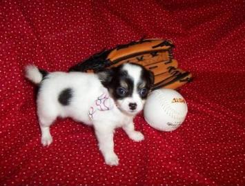 sch�ne Chihuahua Welpen zur Annahme