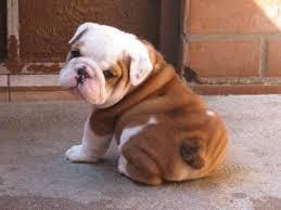 Englische Bulldoggen welpen whatsapp num