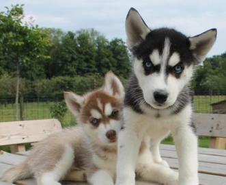 Reinrassige Siberian Husky Welpen