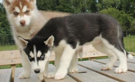 Reinrassige Siberian Husky Welpen
