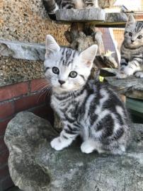 Qualit?t BKH Kitten Katzen