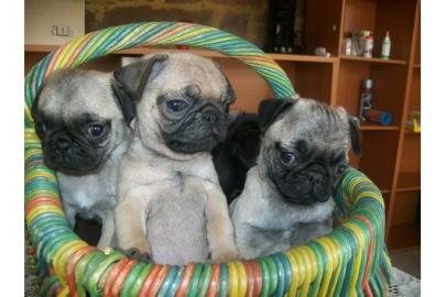 Mops Welpen,beige u. schwarz 100 euros
