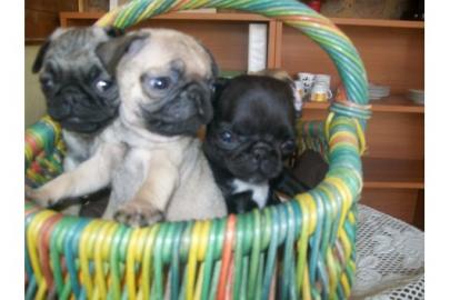 Mops Welpen,beige u. schwarz 100 euros