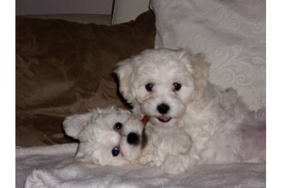 Malteser-Welpen, mit Welpen-Set,