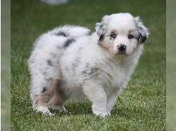 Australian Shepherd Welpen liebevolle H�