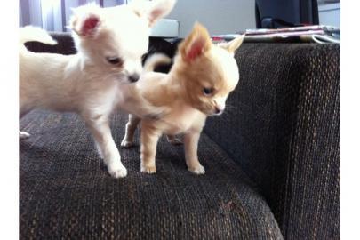Chihuahua LH/KH Welpen