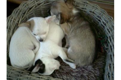 Bildh�bsche Chihuahua LH und KH Welpen