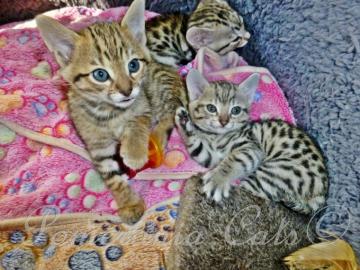 Reinrassige Savannah Kitten zu verkaufen