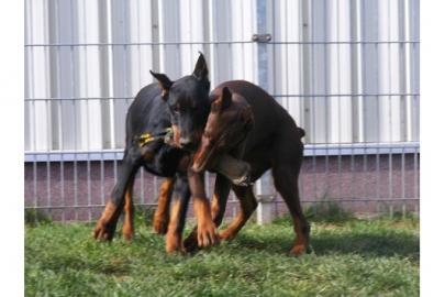 Super S��e Dobermann-Welpen zu verkaufen