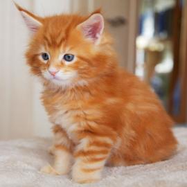 Traumhaft MaineCoon Kitten