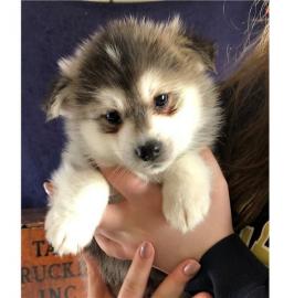 pomsky welpen zur adoption