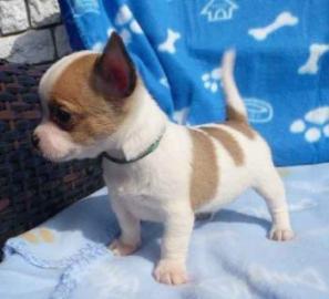 Kc registrierte Langhaar -Chihuahua Welp