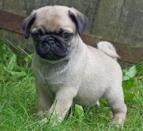 MOPS WELPEN