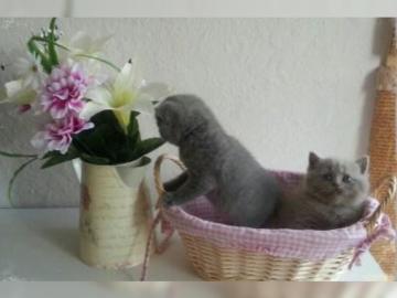 Reinrassige BKH Babies