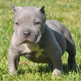 M�nnlicher und weiblicher Pitbull Welpe