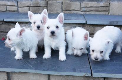 Kc registrierte West Highland Terrier