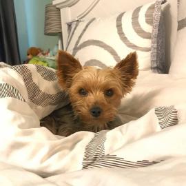 Chiot yokshire jolie pour noel