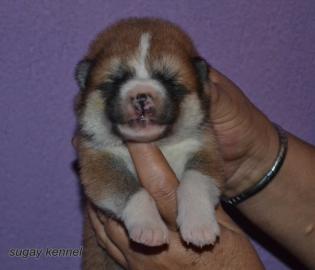 akita welpen