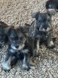 Schattige und individuelle Schnauzer-Wel