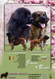 Leonberger Welpen mit Stammbaum - H�ndin