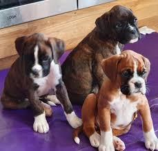 Boxer Welpen zu verkaufen