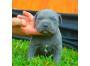 PitBull Welpen Blue-Line Terrier