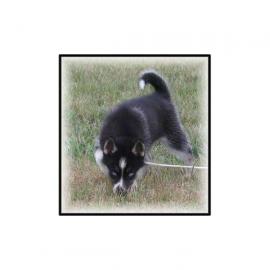 Siberian Husky  Welpen ab sofort mit Ch