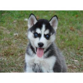 Siberian Husky  Welpen ab sofort mit Ch