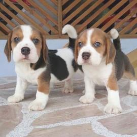 Beagle Welpen mit Papiere suchen ein zuh