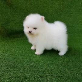 🐾 Zwergspitz-Welpen (Pomeranian) 