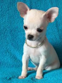 Reinrassige chihuahuawelpen mit Papiere