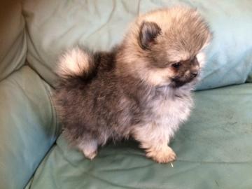 Zwei Mini Pomeranian Zwergspitz Welpen