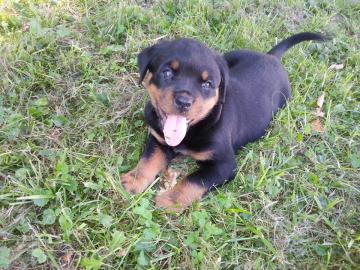 s�� Rottweiler-babys mit ADRK-Papieren,
