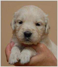 Golden Retriever wundersch�ne Welpen