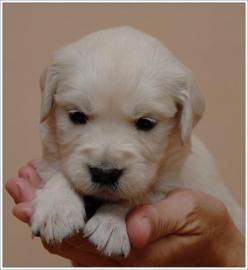 Golden Retriever wundersch�ne Welpen