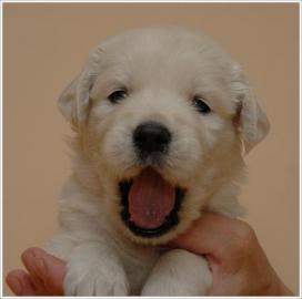 Golden Retriever wundersch�ne Welpen