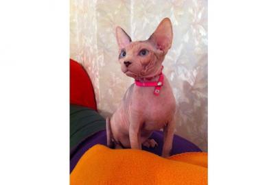 Canadian Sphynx Kater- Babys