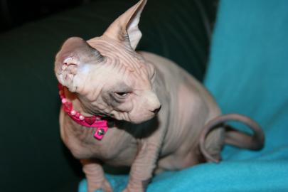 Canadian Sphynx Kater- Babys