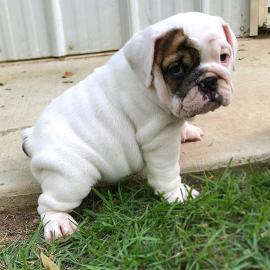 Englische Bulldoggenwelpen suchen Zuha