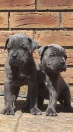 Cane Corso Welpen bereit zu gehen