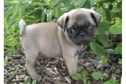 Zuckers��e kleinbleibende Mops Welpen