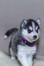 Siberian Husky Welpen mit blauen augen